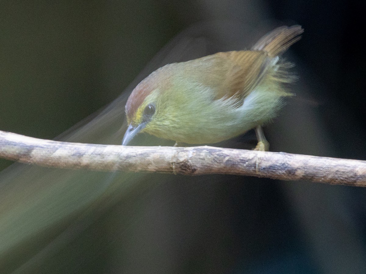 Pin-striped Tit-Babbler (Pin-striped) - ML647295655