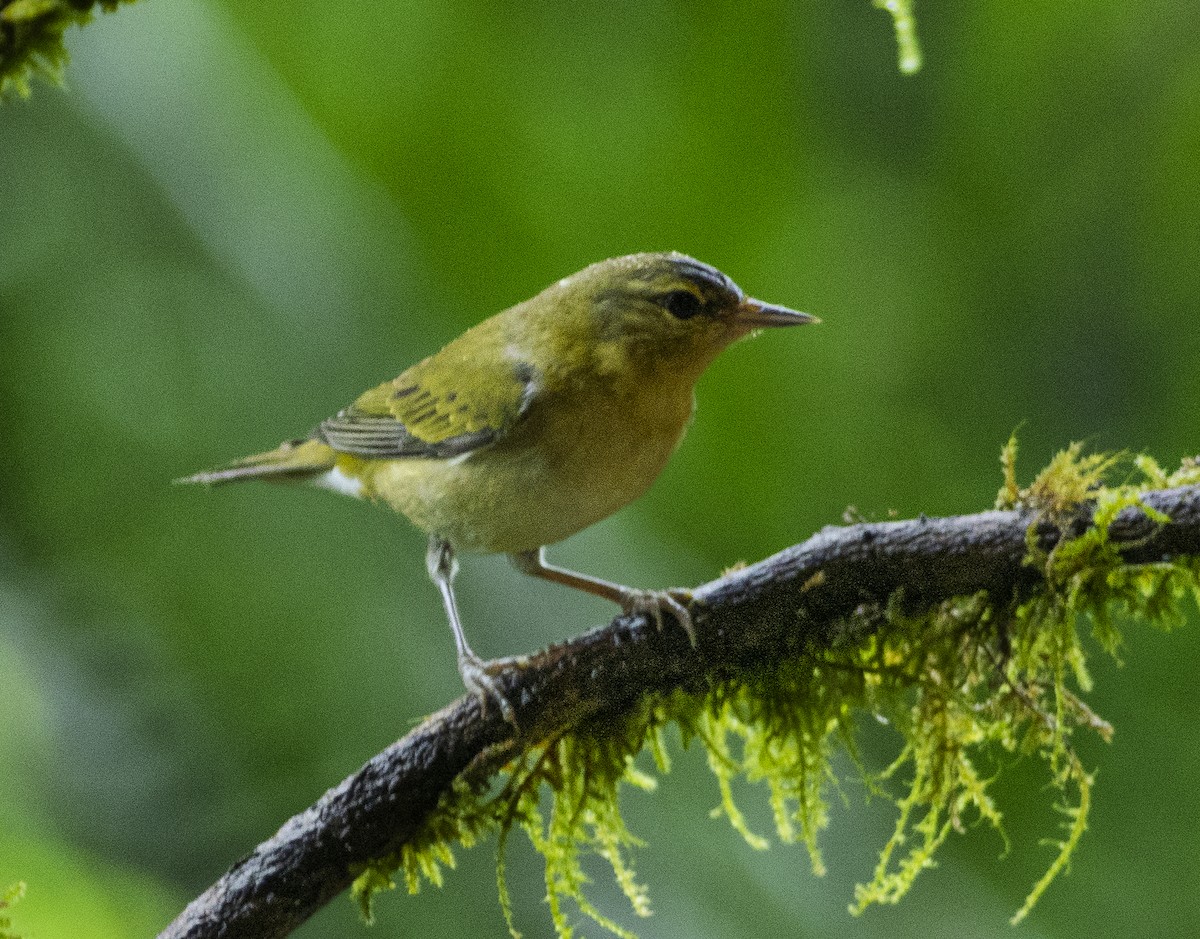 Tennessee Warbler - ML647295665
