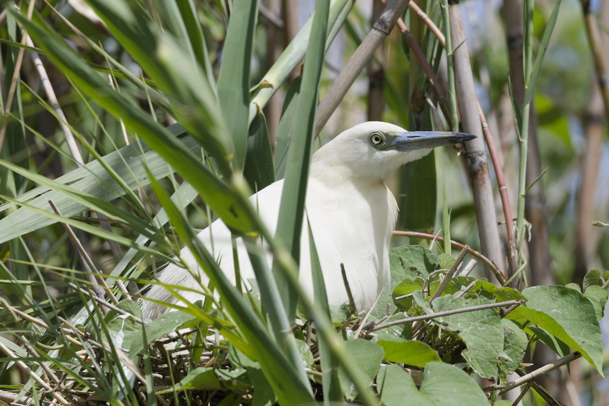Чапля синьодзьоба - ML647295666