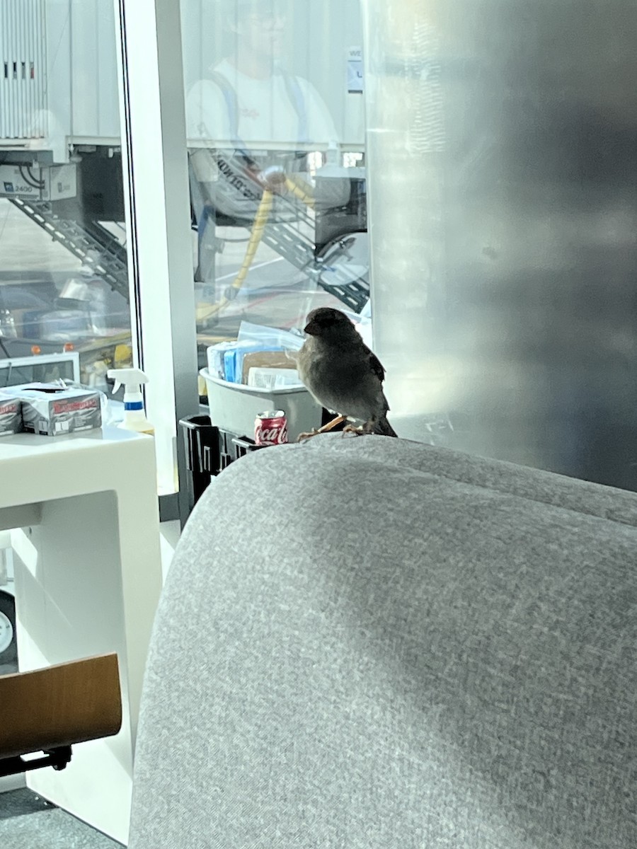 House Sparrow - ML647295671