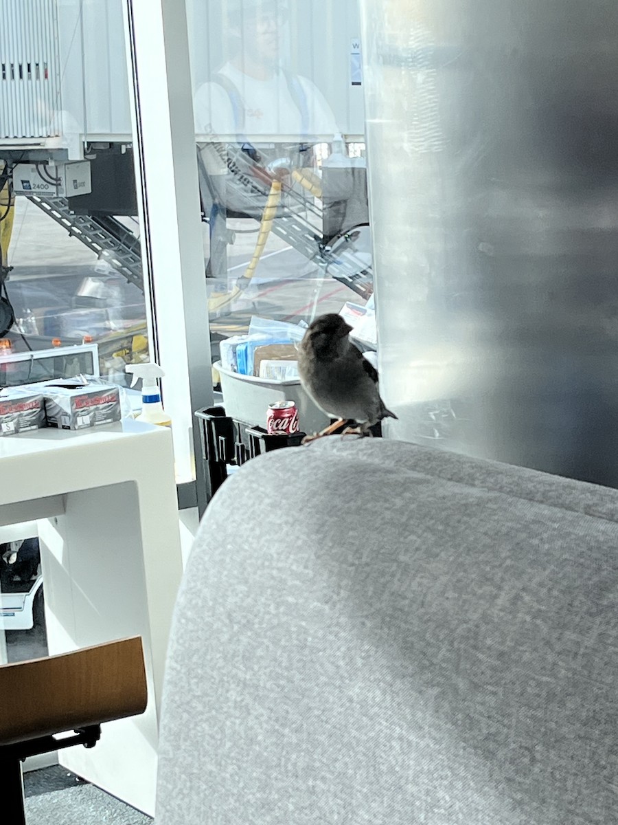 House Sparrow - ML647295672