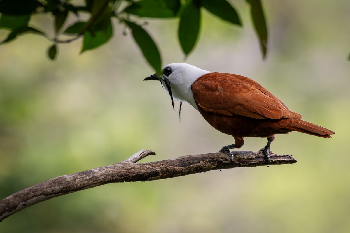 Araponga tricaronculé - ML647295684