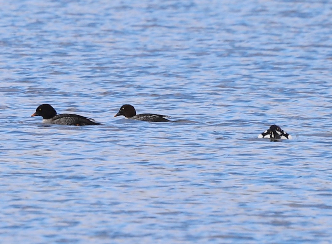 Исландский гоголь - ML647295694