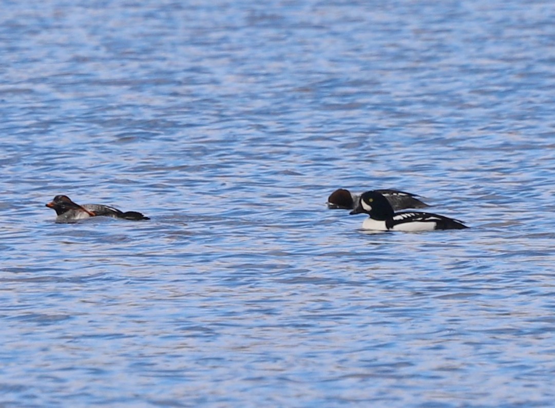 Исландский гоголь - ML647295695