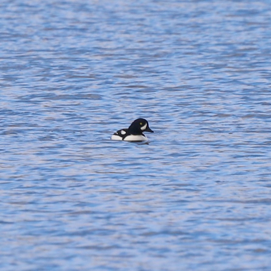 Исландский гоголь - ML647295696