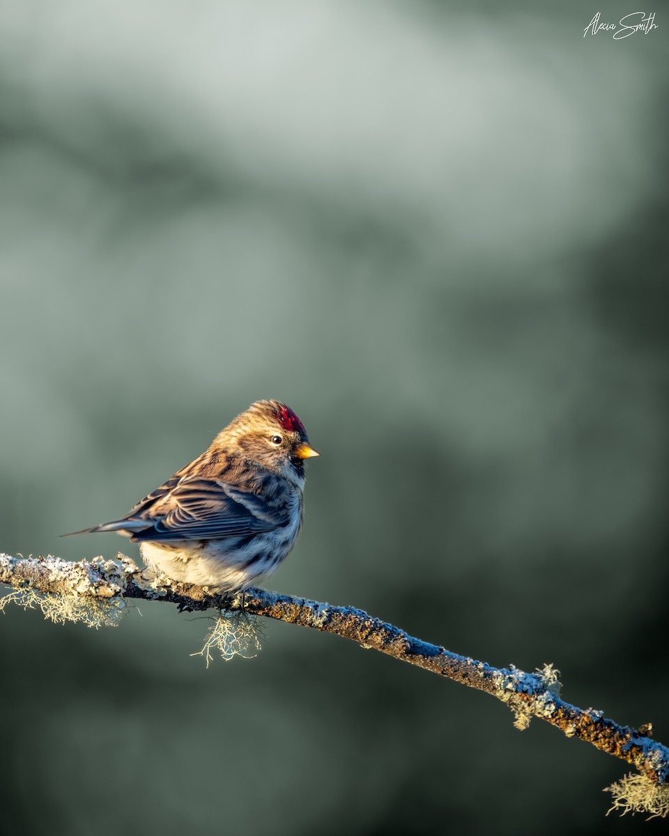 čečetka zimní - ML647295702