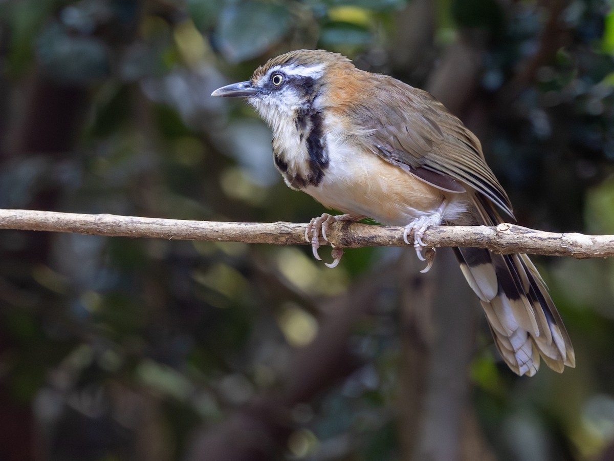 Lesser Necklaced Laughingthrush - ML647295708
