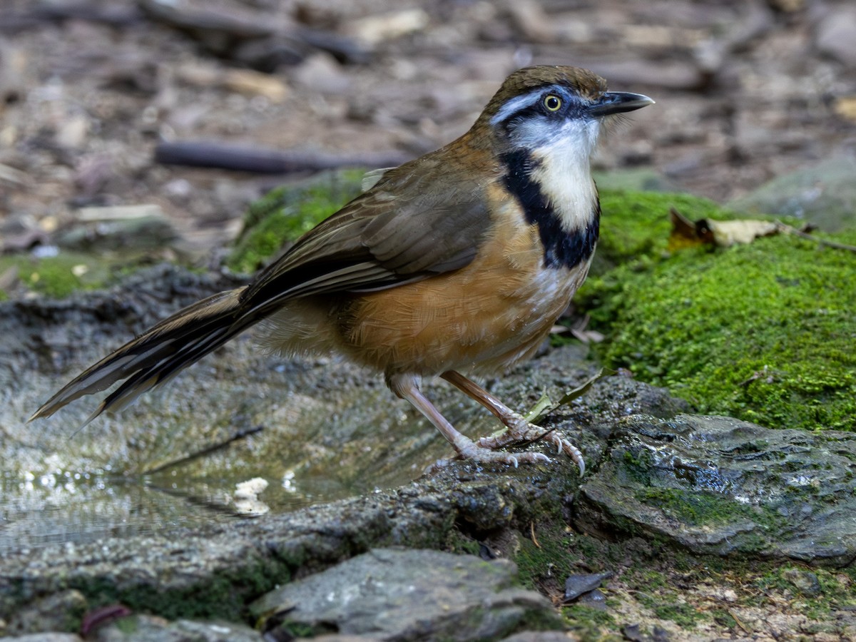 Lesser Necklaced Laughingthrush - ML647295710