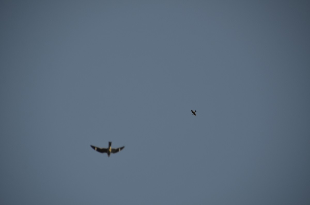 Purple Martin - ML647295715