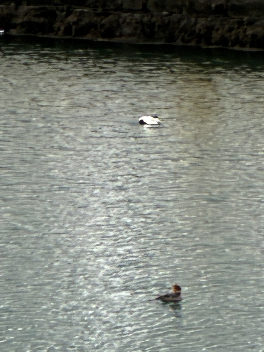 Common Eider - ML647295719