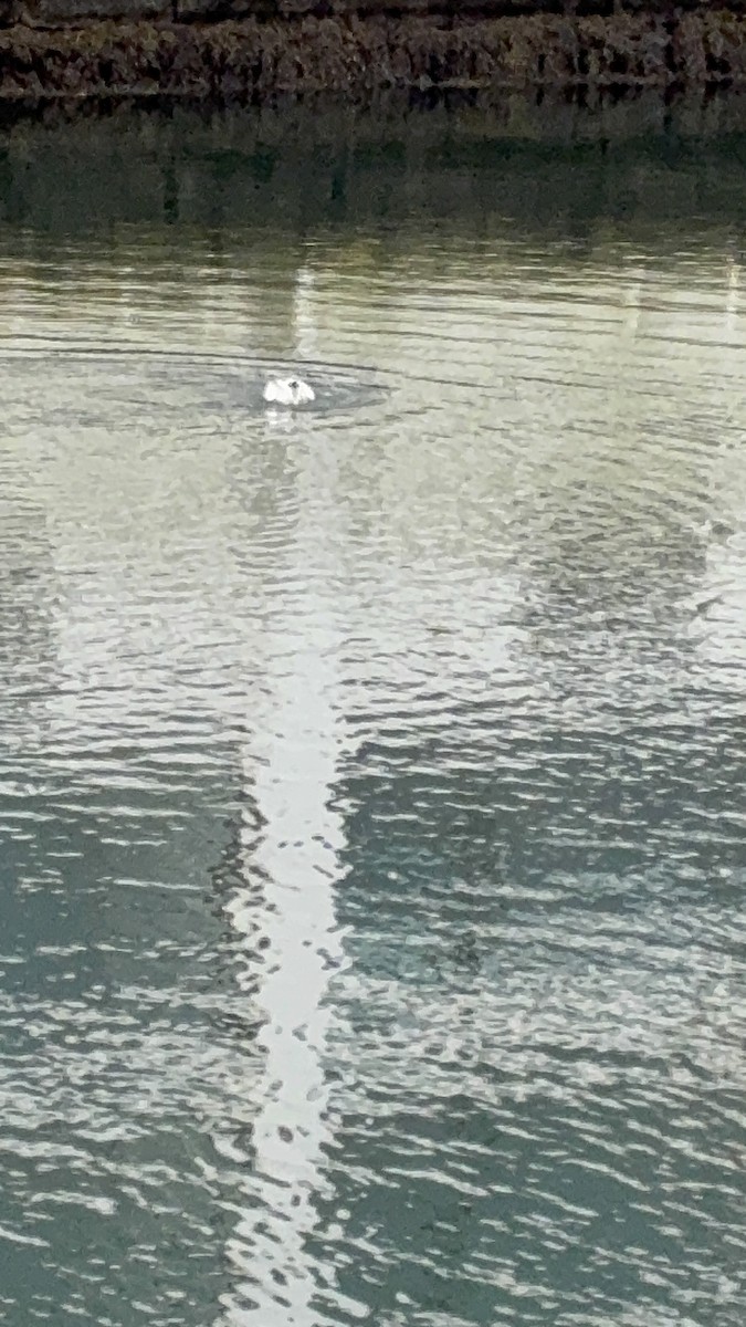 Common Eider - ML647295720