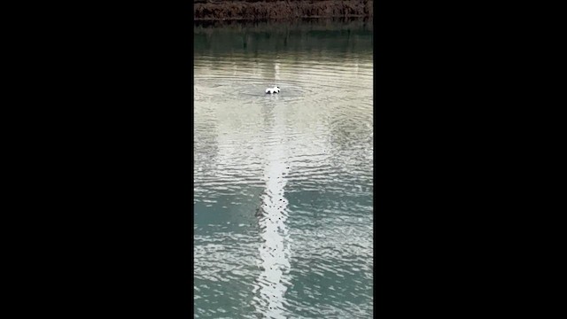 אדרית שחורת-כיפה - ML647295721