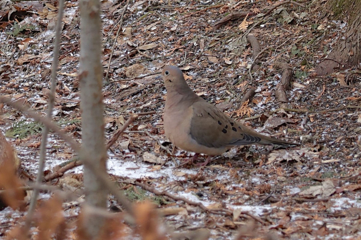 Mourning Dove - ML647295722