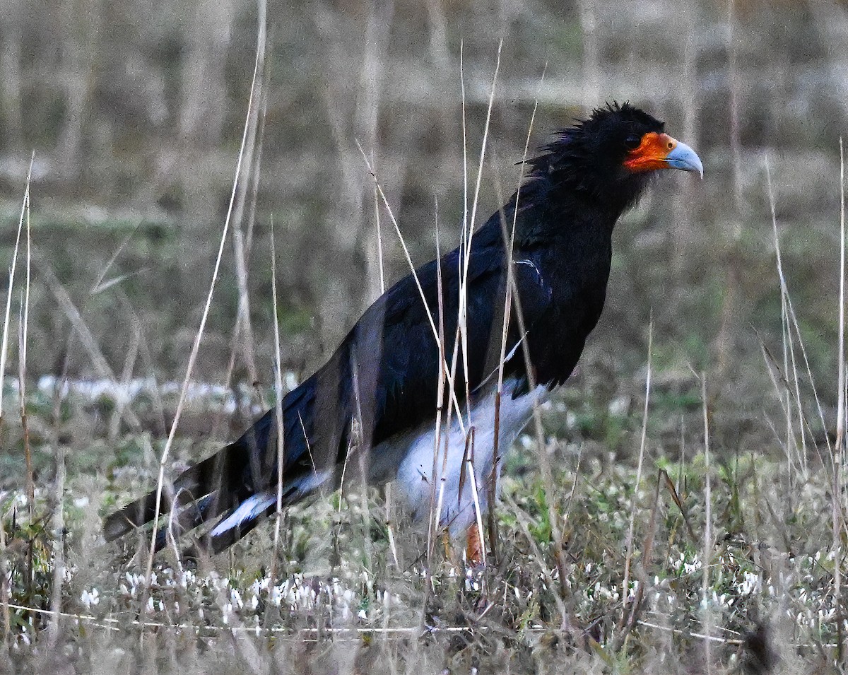 Mountain Caracara - ML647295729
