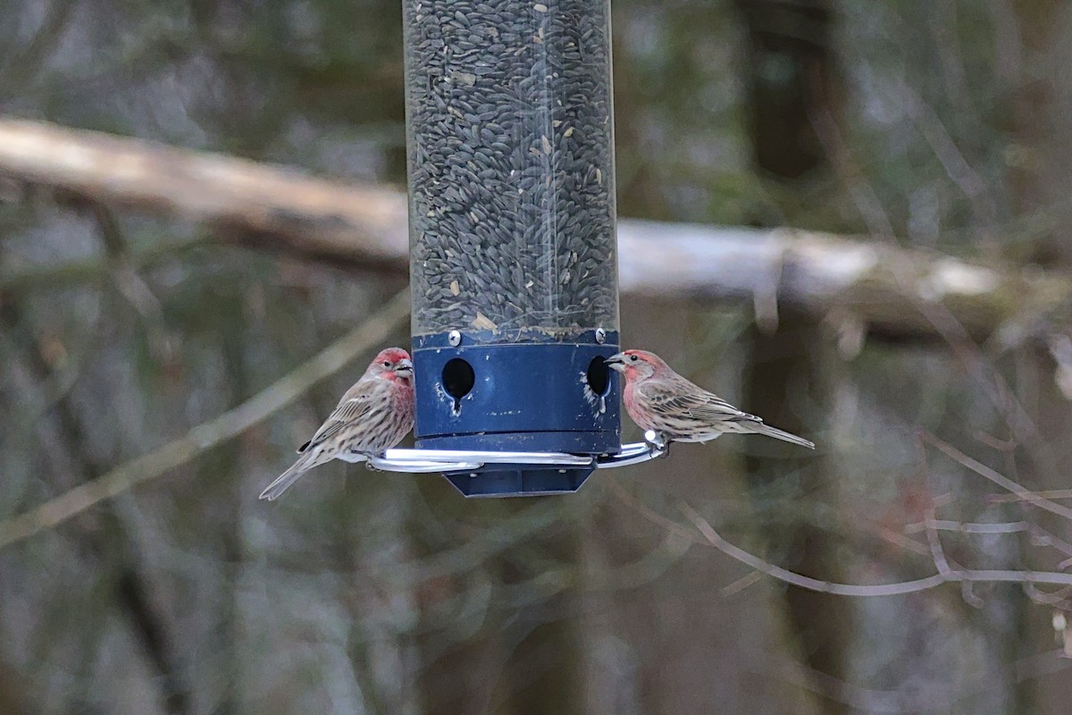 House Finch - ML647295805