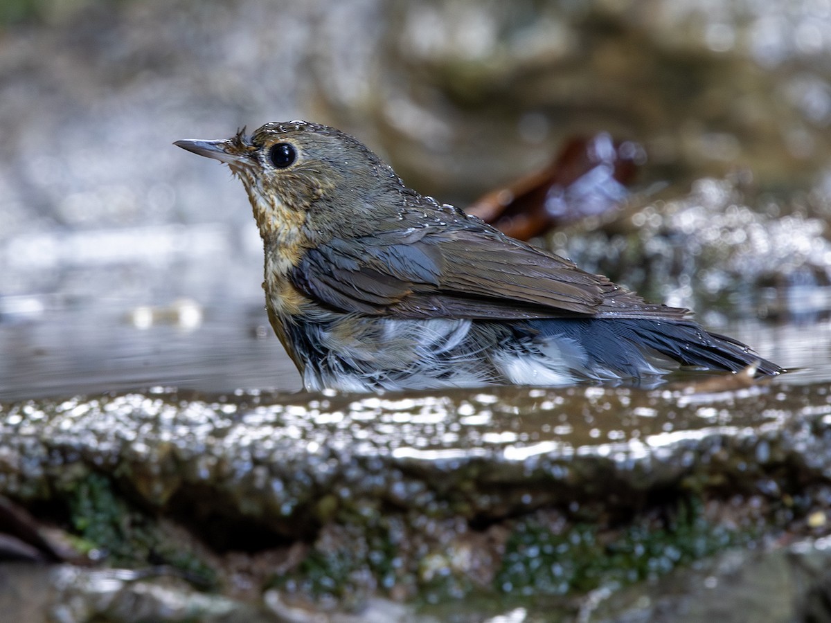 Siberian Blue Robin - ML647295835