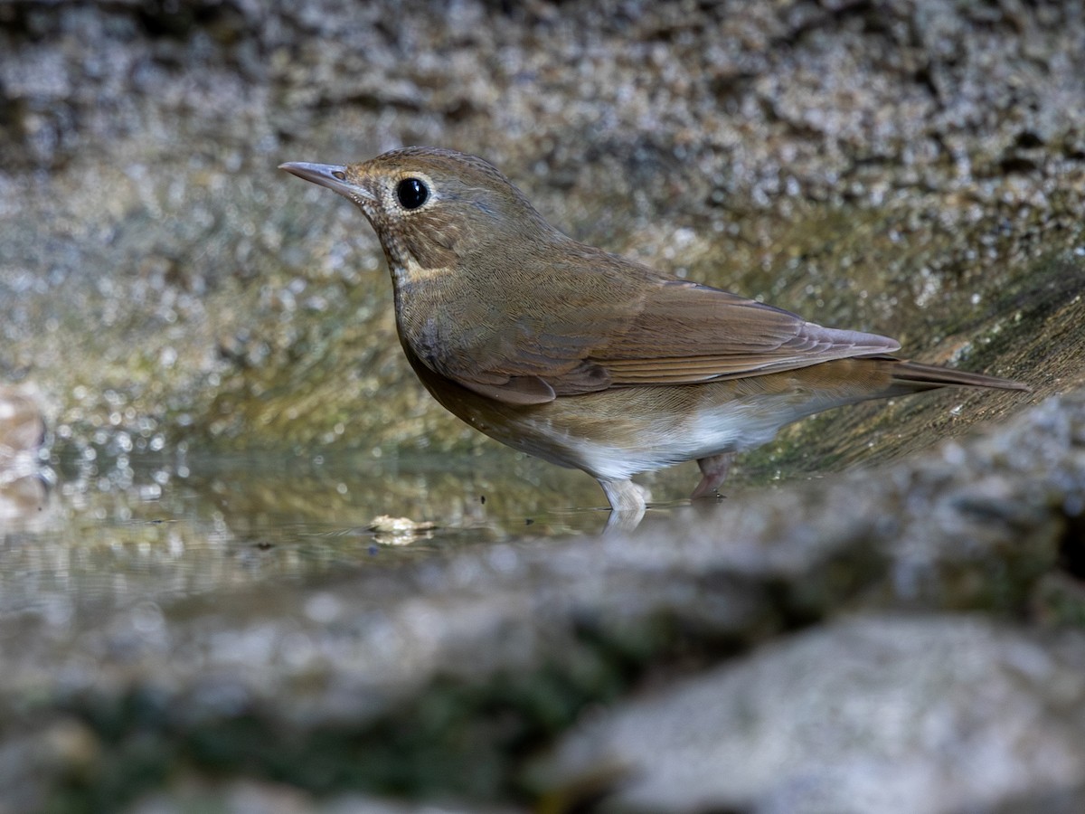 Siberian Blue Robin - ML647295836