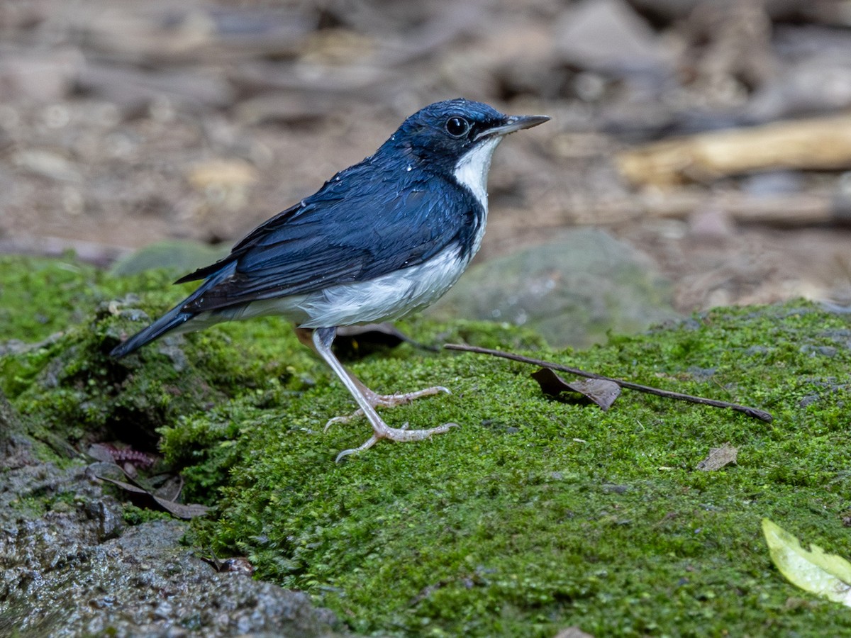 Siberian Blue Robin - ML647295837