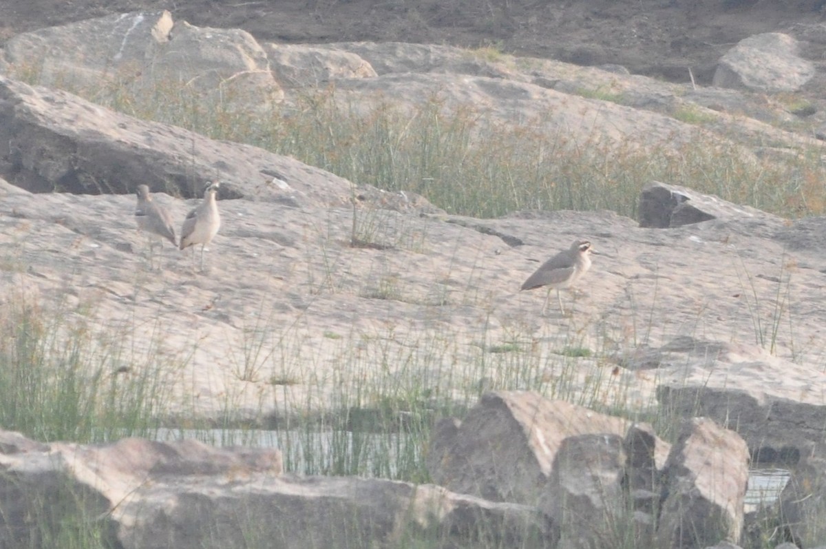 Grand Oedicnème - ML647295873