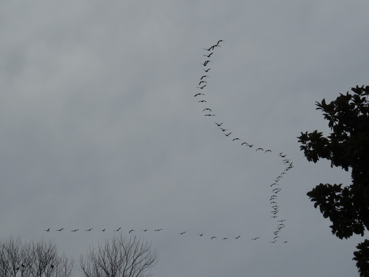 カナダガン - ML647295882