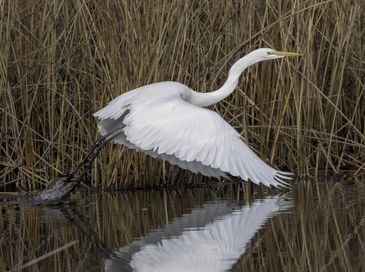 Great Egret - ML647295886