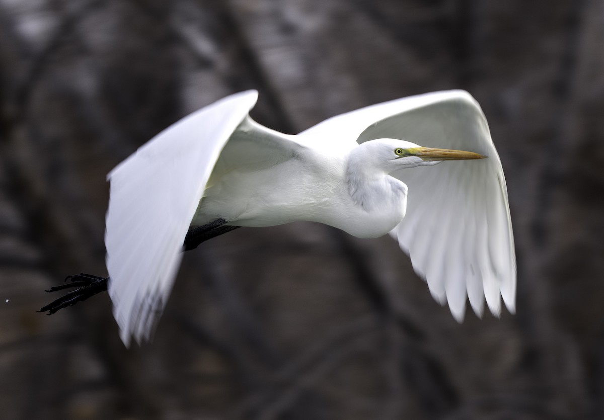 Great Egret - ML647295887