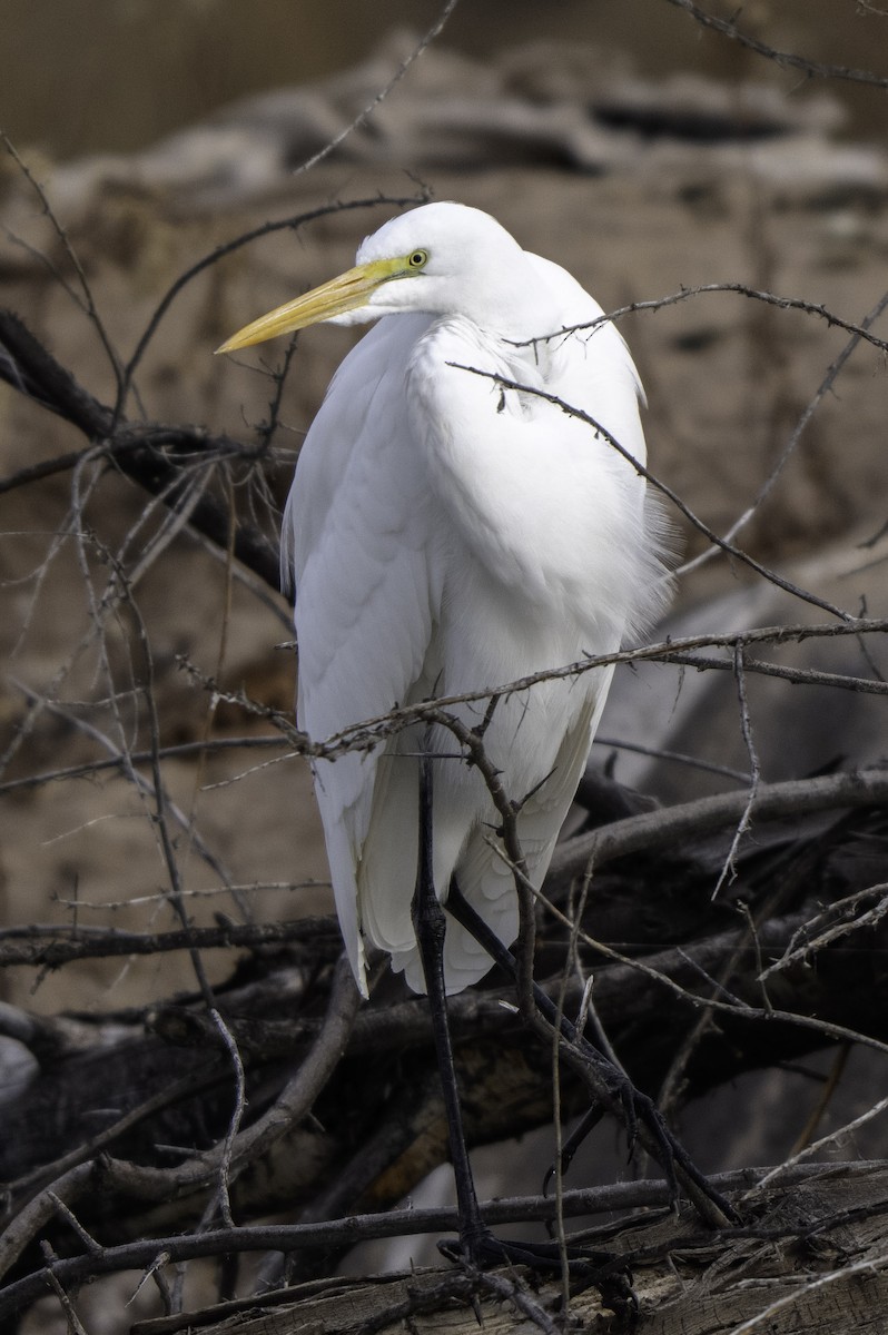 Great Egret - ML647295888