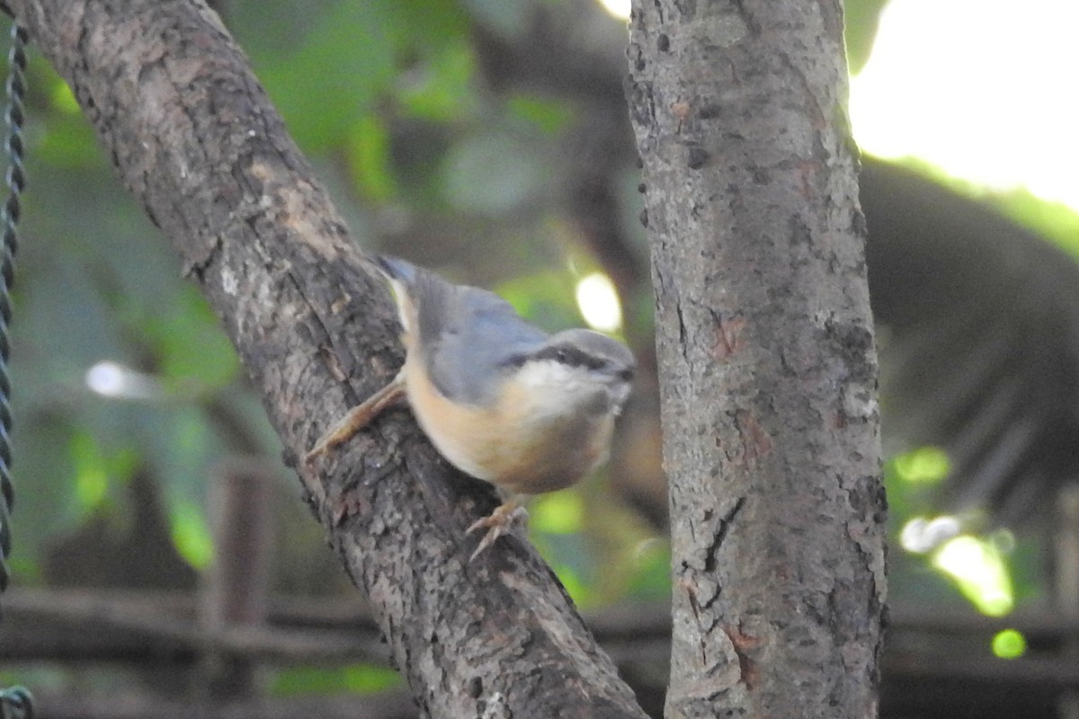 Повзик звичайний - ML647295908