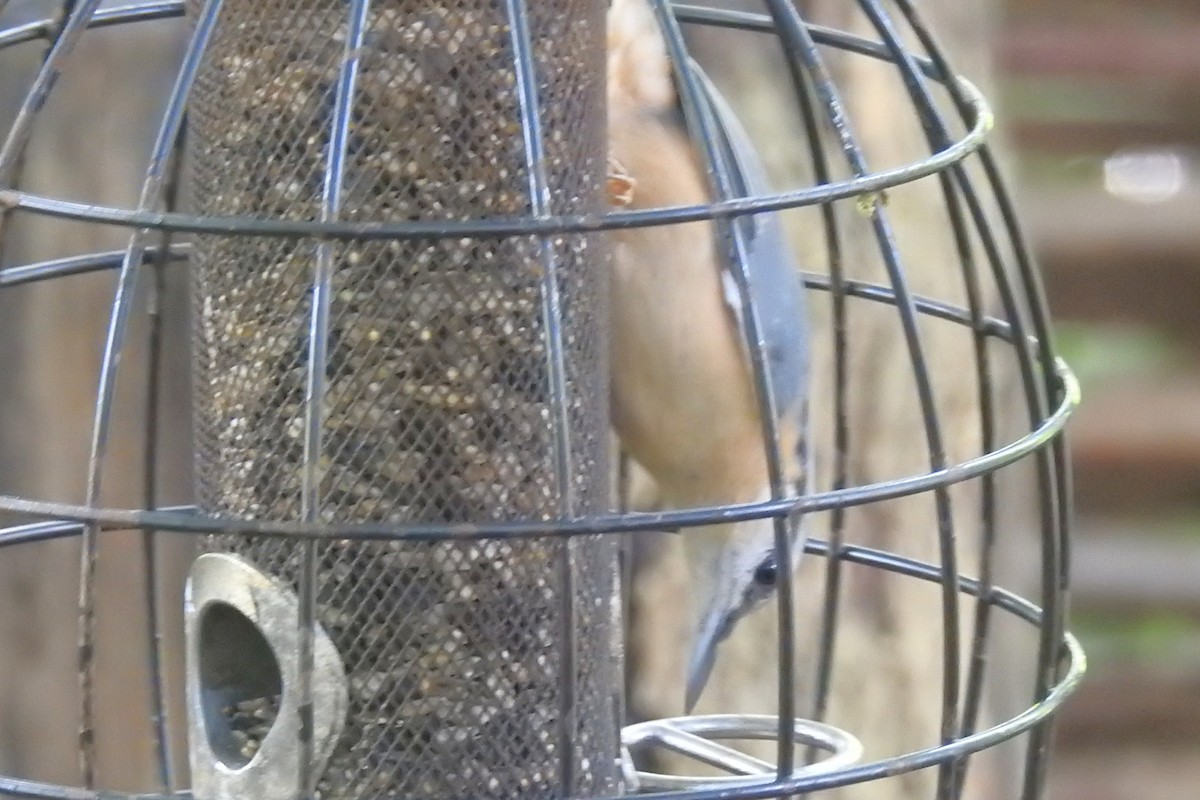 Повзик звичайний - ML647295909