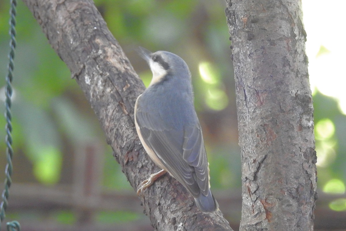 Повзик звичайний - ML647295910