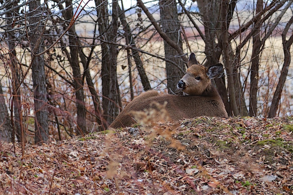 動物界 - ML647295912