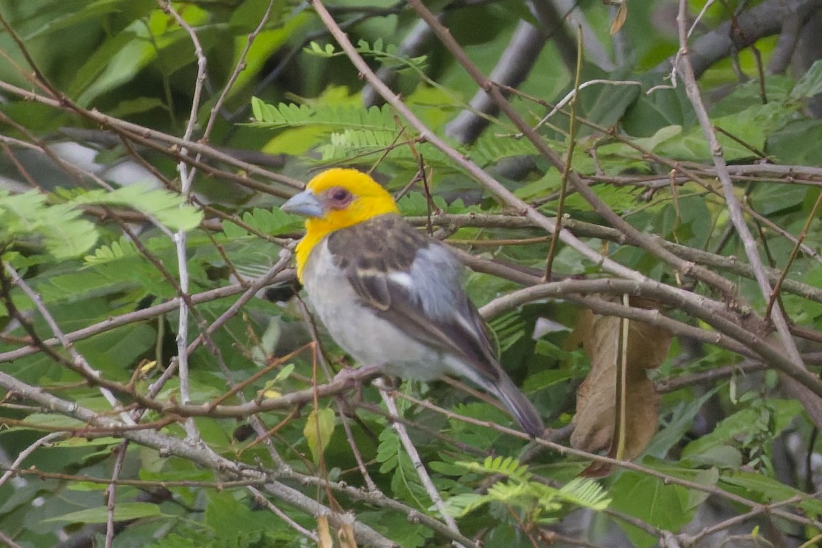 Sakalava Weaver - ML647295951