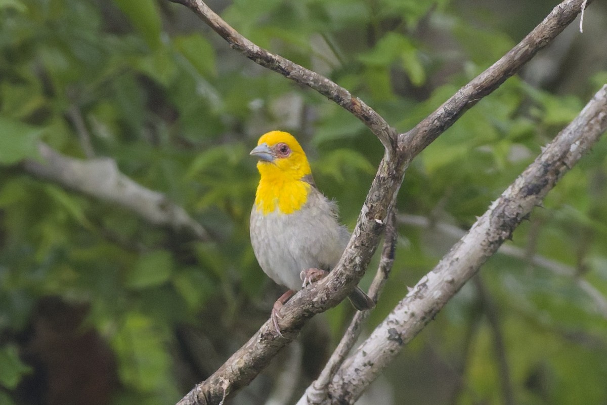 Sakalava Weaver - ML647295952