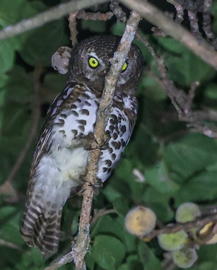 kulíšek africký - ML647296007