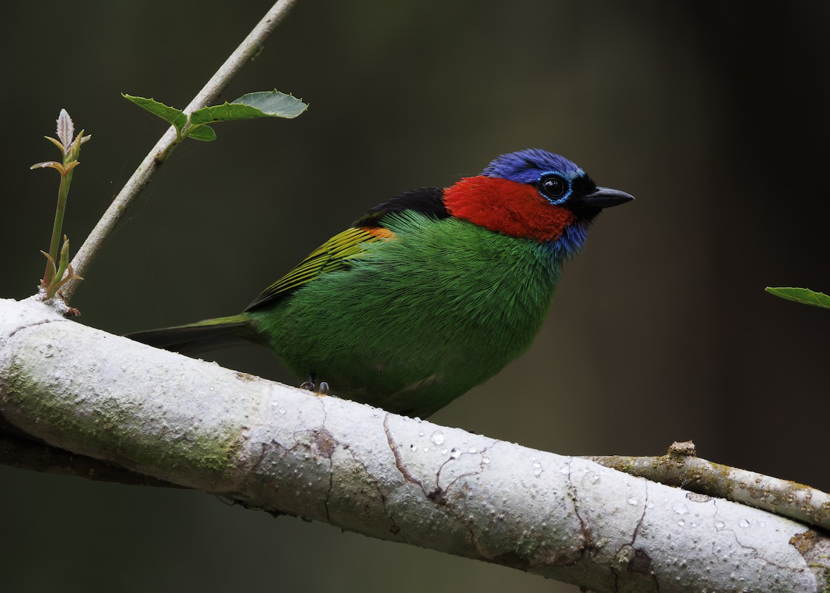 Red-necked Tanager - ML647296019