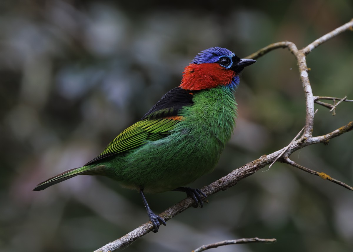 Red-necked Tanager - ML647296020