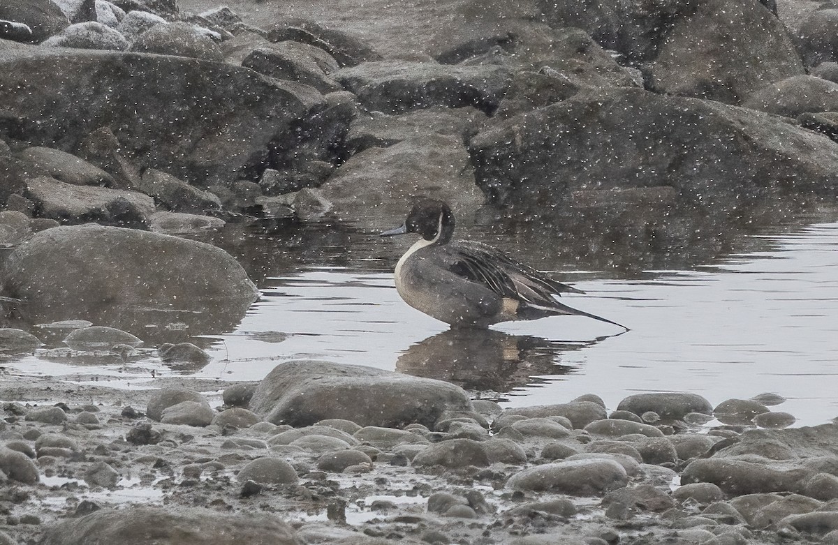ברווז חד-זנב - ML647296061