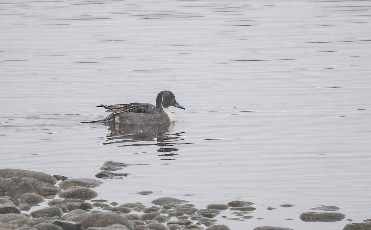 ברווז חד-זנב - ML647296071