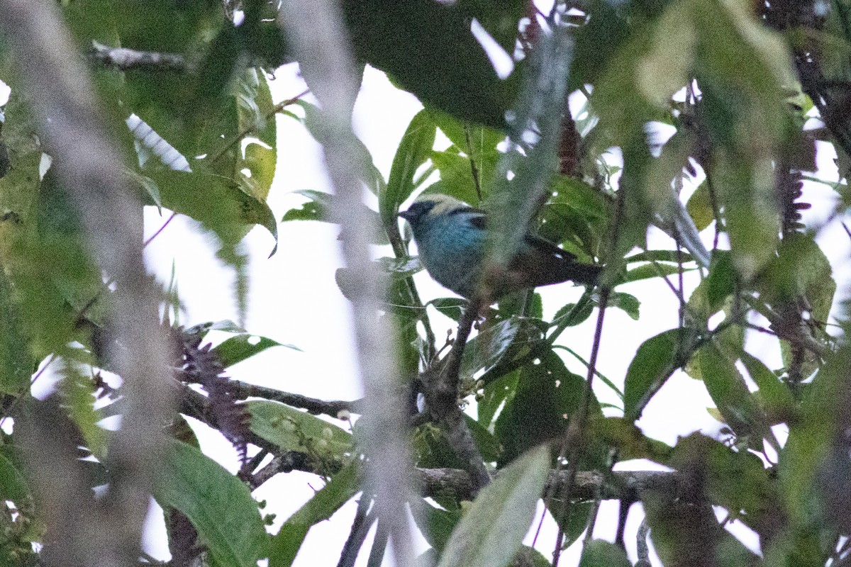 Metallic-green Tanager - ML647296072