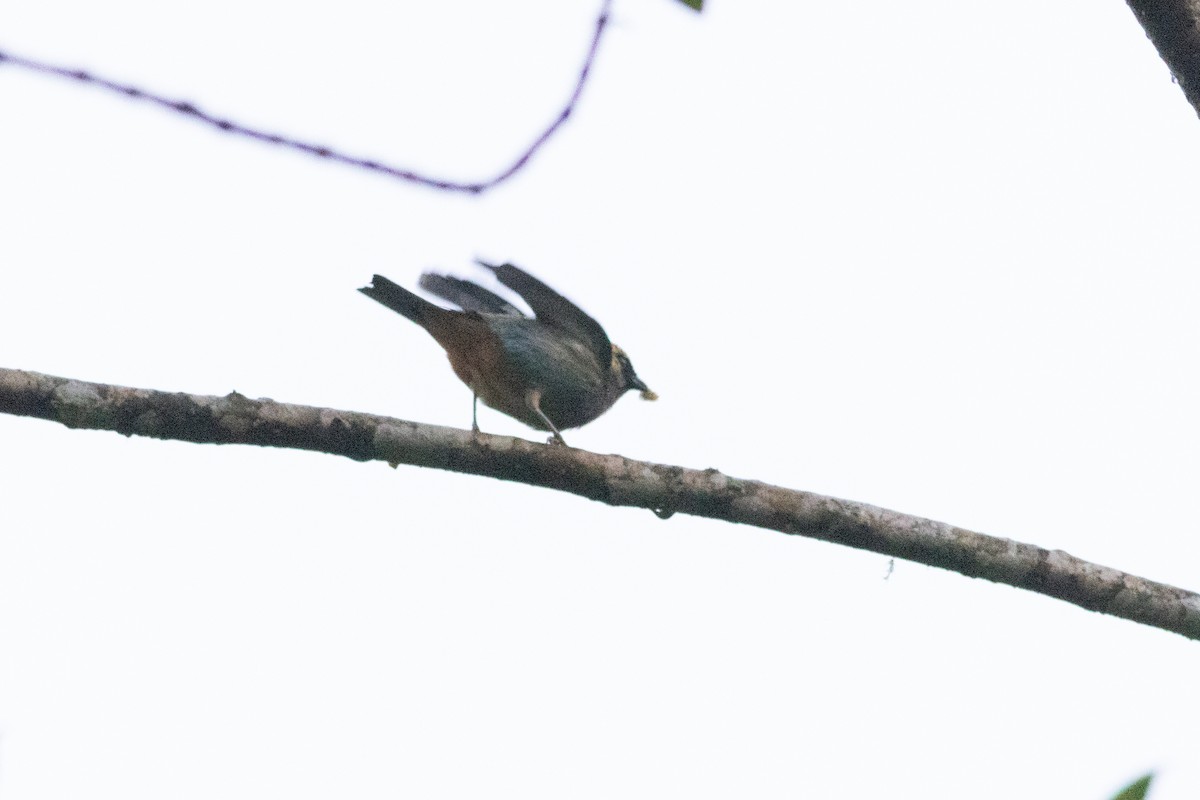 Metallic-green Tanager - ML647296087