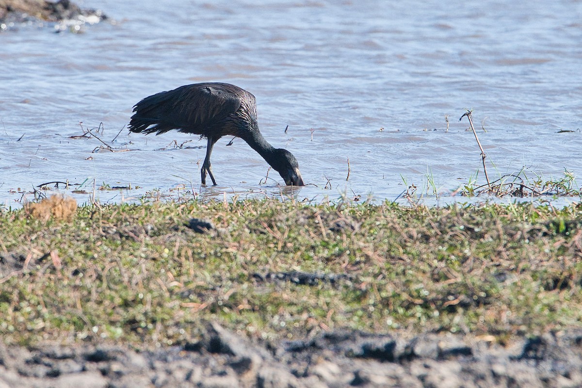 Bec-ouvert africain - ML647296089