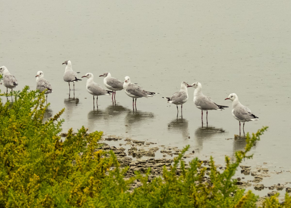 gråhodemåke - ML647296109