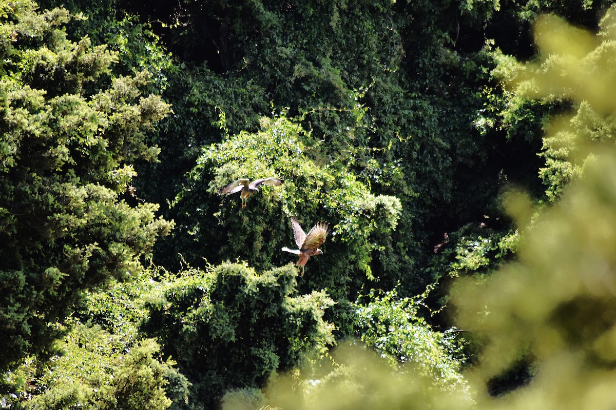 Swamp Harrier - ML647296113