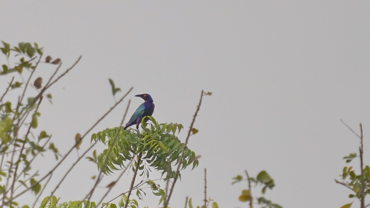 Purple Starling - ML647296128