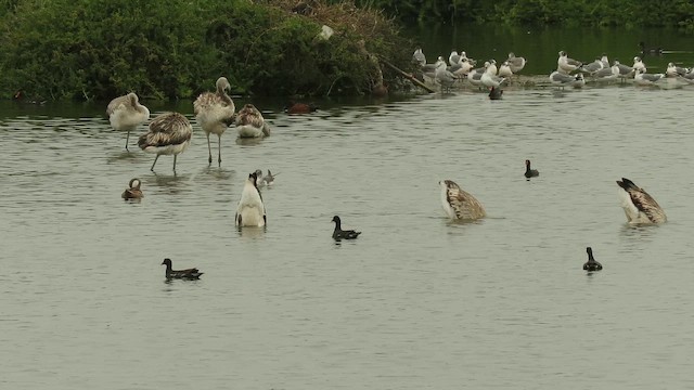 פלמינגו צ'יליאני - ML647296149