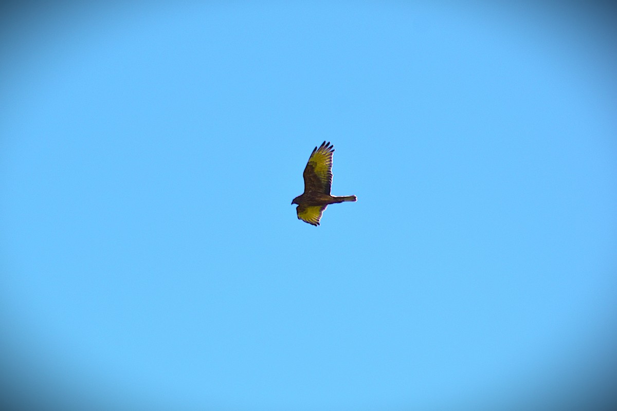 Swamp Harrier - ML647296189