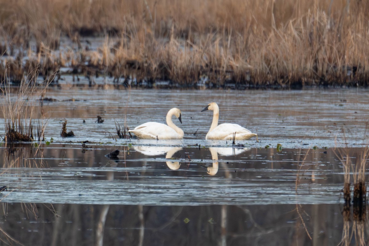 Trumpeter Swan - ML647296201