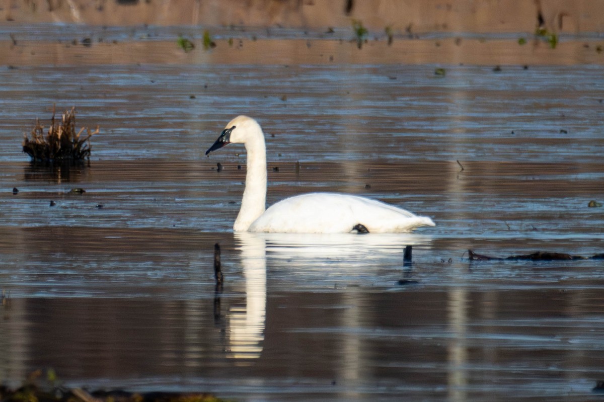 Trumpeter Swan - ML647296202