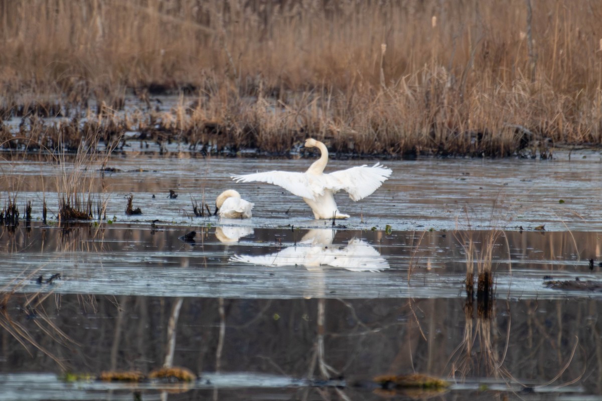 Trumpeter Swan - ML647296203