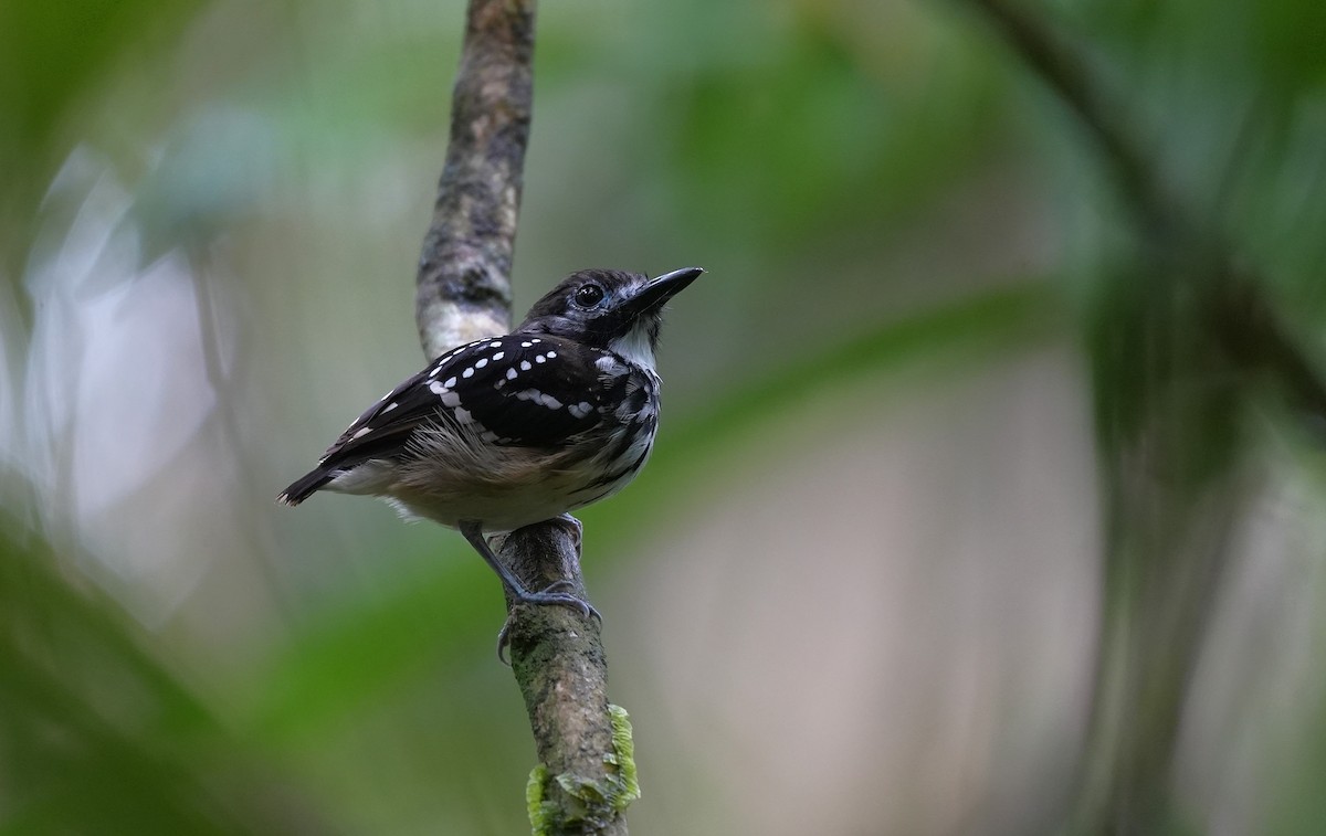 Hormiguero Lomipunteado - ML647296260